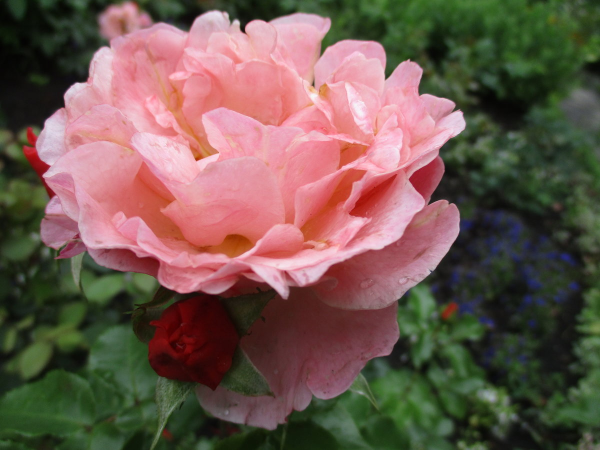 сорт розы pink peace фото
