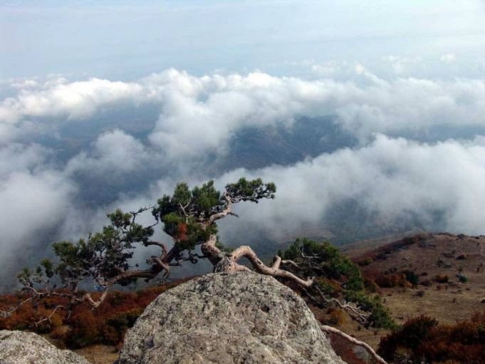 сосна на скале фото