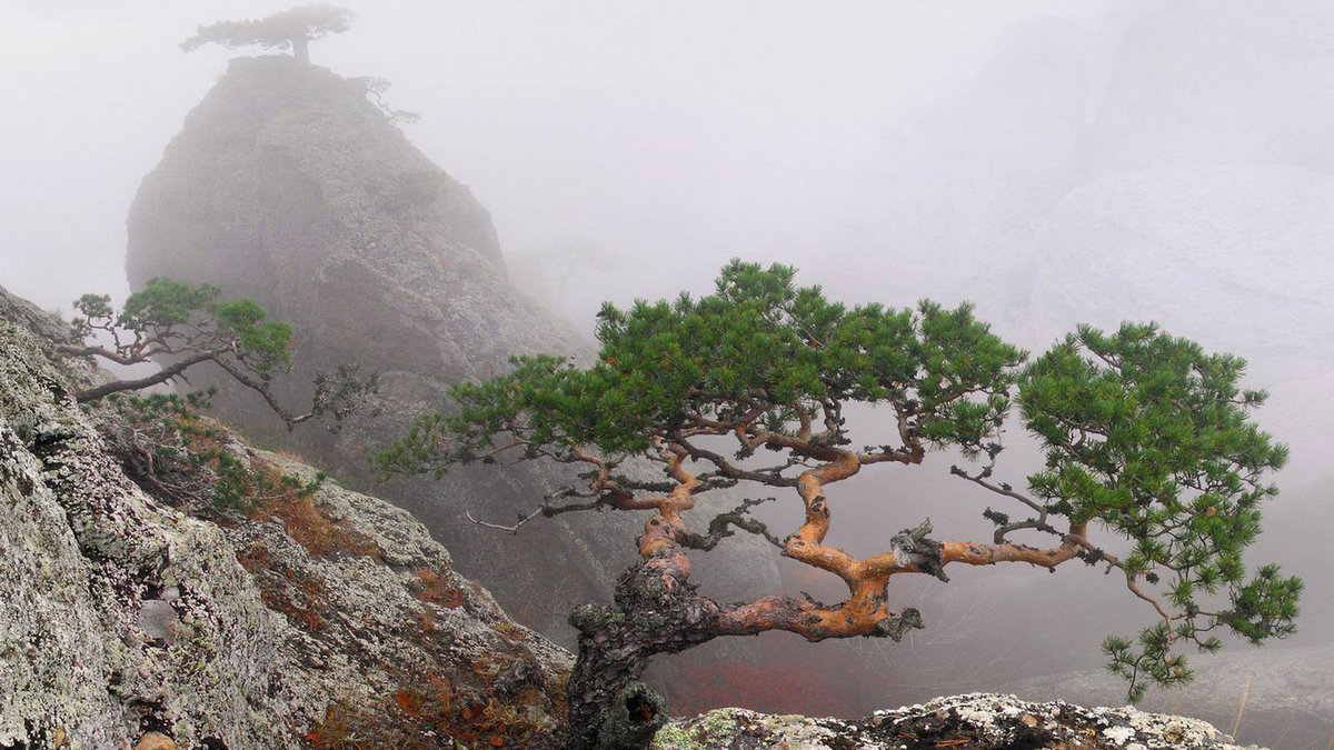 сосна на скале фото