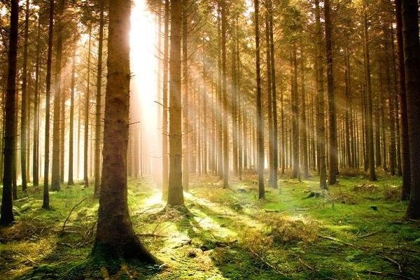 сосновый лес картинки фото