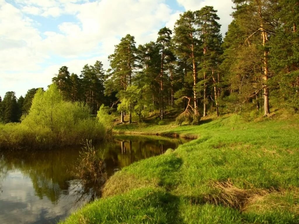 сосновый лес река фото