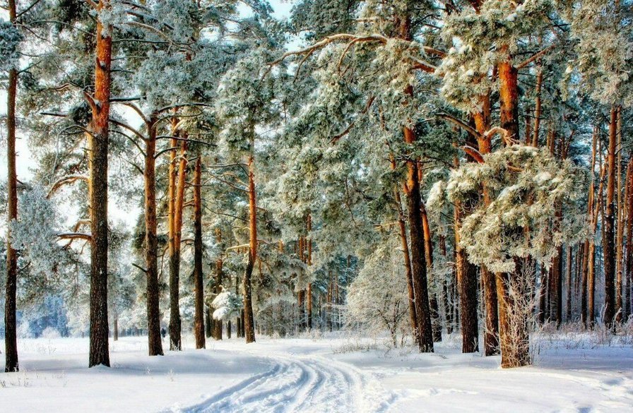 сосновый лес зимой фото