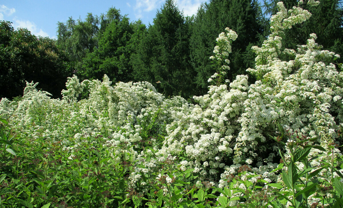спирея вангутта (spiraea vanhouttei) фото