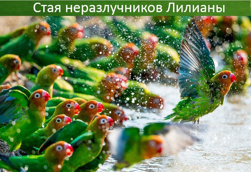 стая попугаев фото