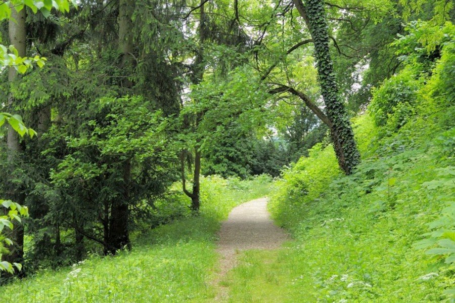 степанаванский дендропарк фото