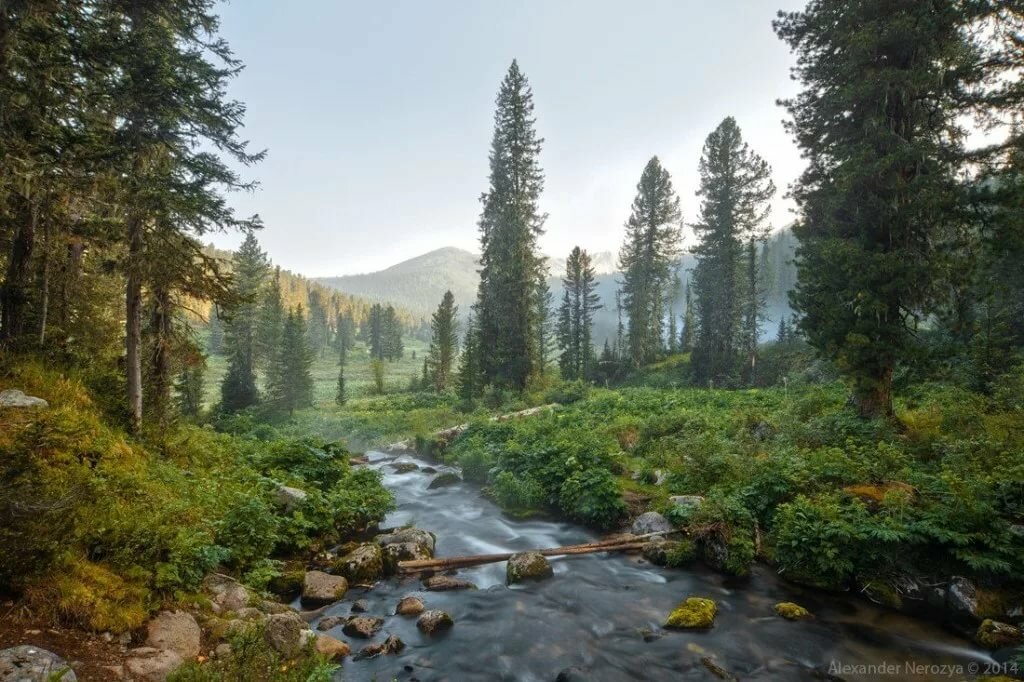 тайга красноярского края фото