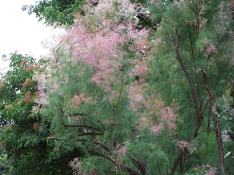 тамарикс ветвистый – tamarix ramosissima ledeb. фото
