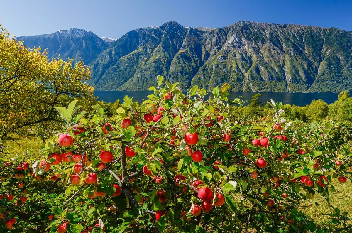 телецкое озеро яблоневый сад фото