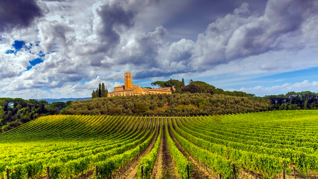 toscana виноградники фото