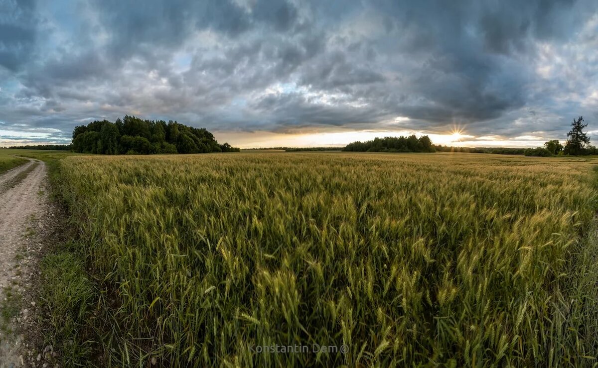 трава в поле фото