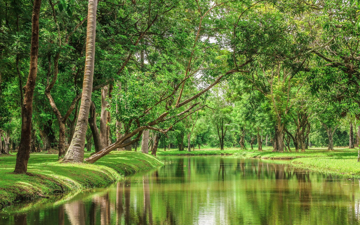 tree river hd photo фото