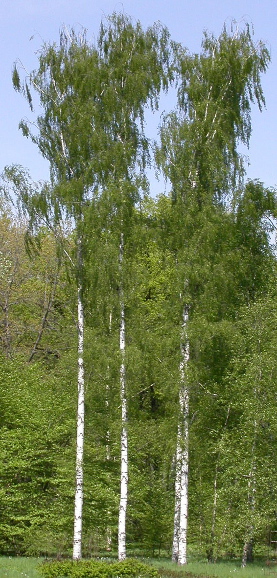 три березы картинки фото