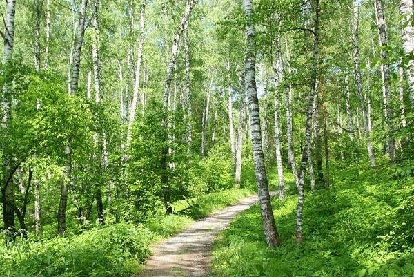 тропинка в березовой роще фото