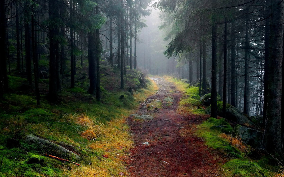 тропинка в лесу туман фото