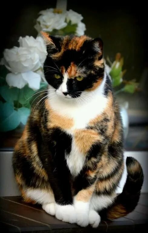 трёхцветная кошка фото