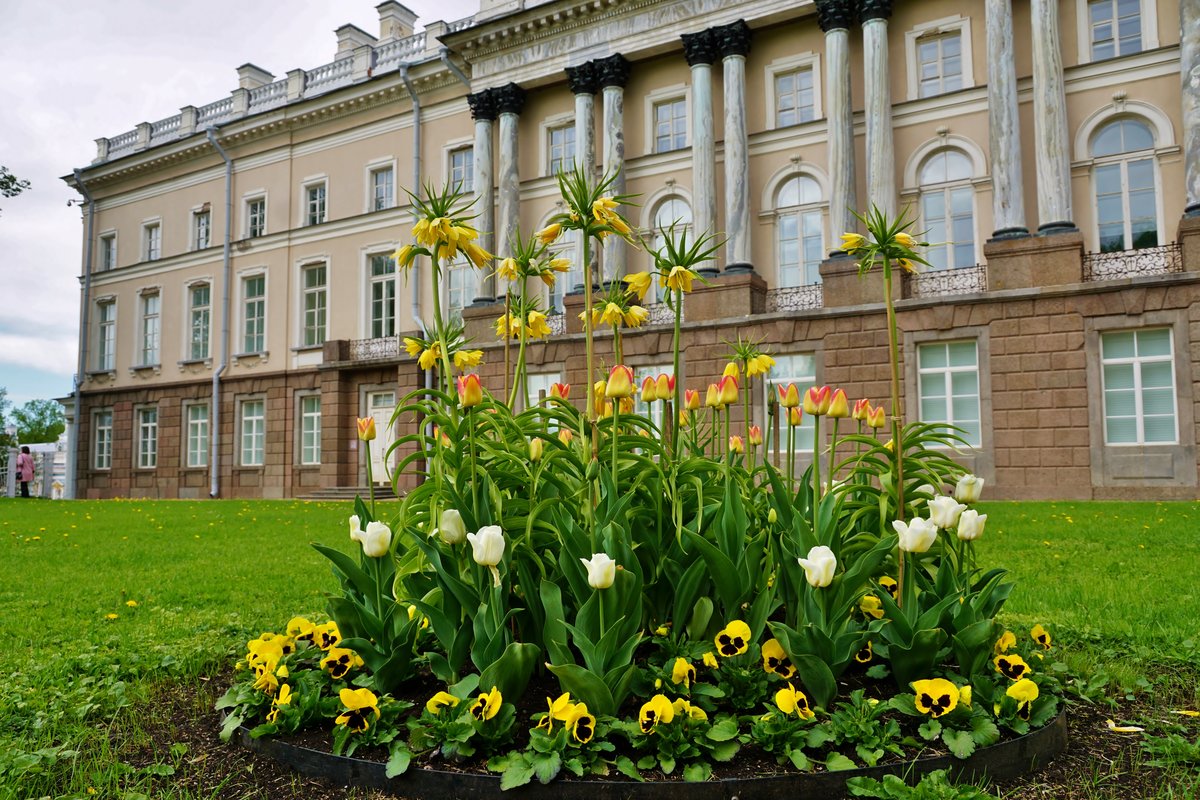 царское село или петергоф фото