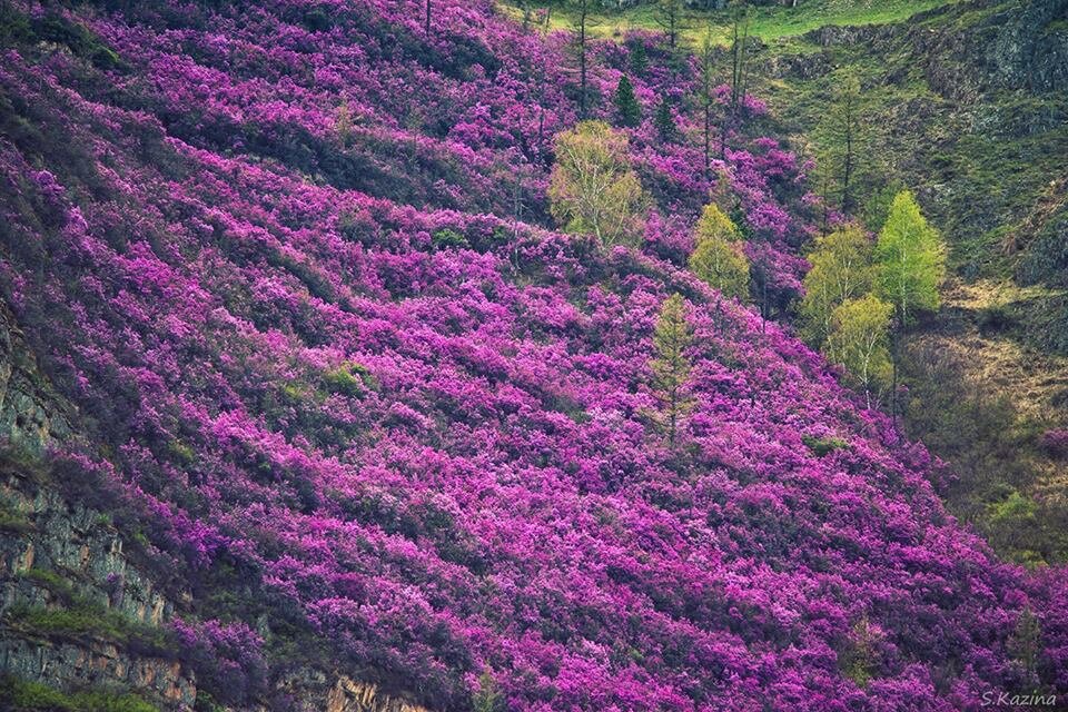 цветение маральника на алтае 2019 фото