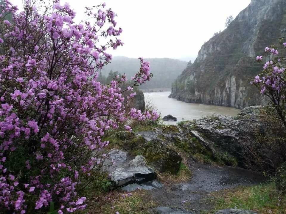 цветение маральника на алтае 2019 фото