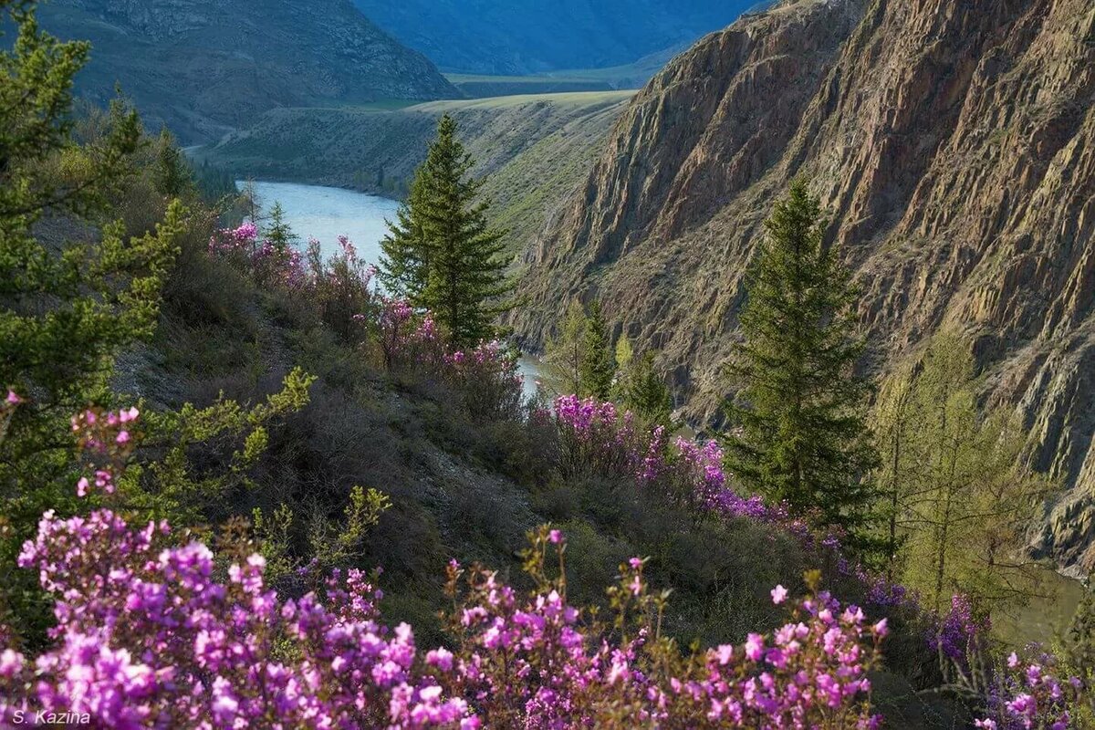 цветение маральника на алтае фото