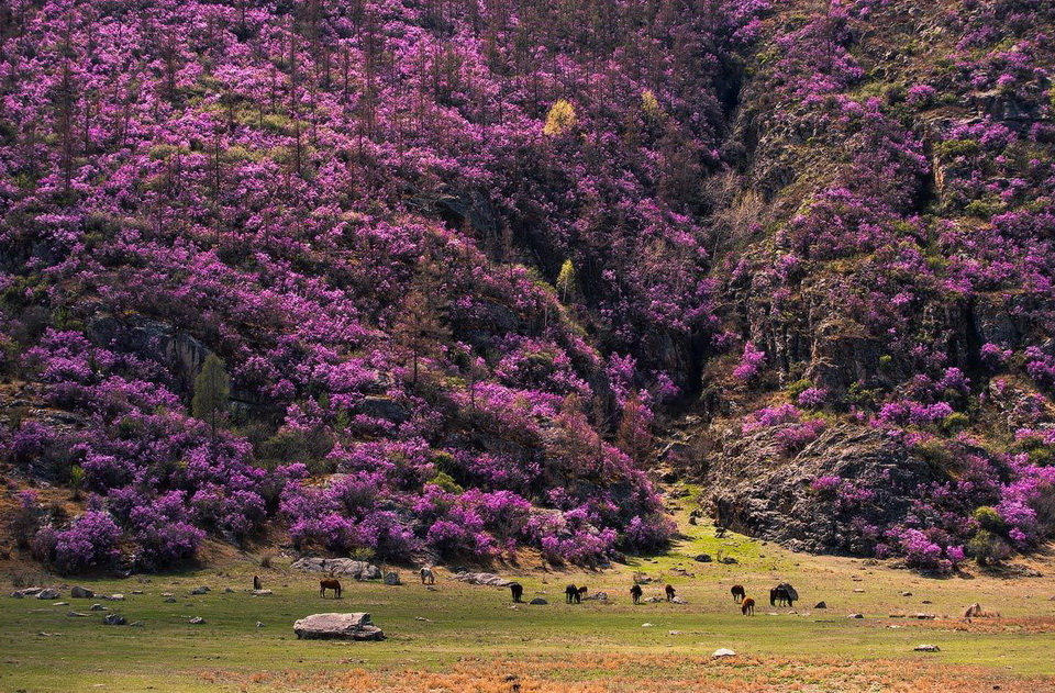 цветение маральника на алтае фото