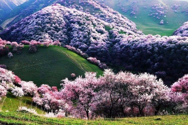 цветущая абрикосовая долина в китае фото