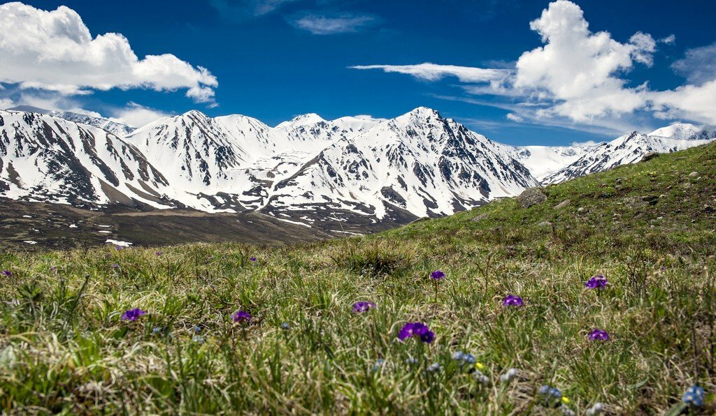 цветущие альпийские луга фото