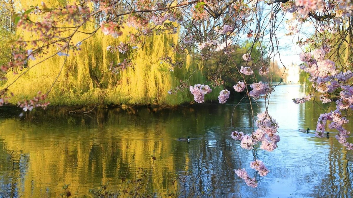 цветущие деревья у воды фото
