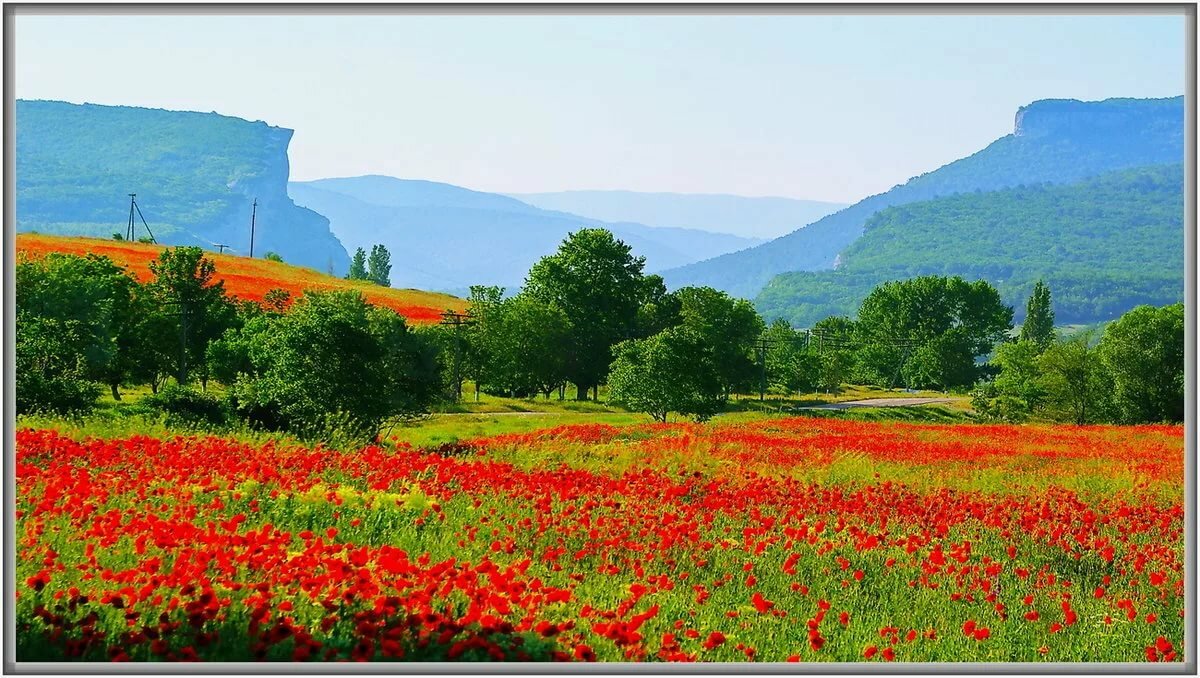 цветущие поля крыма фото