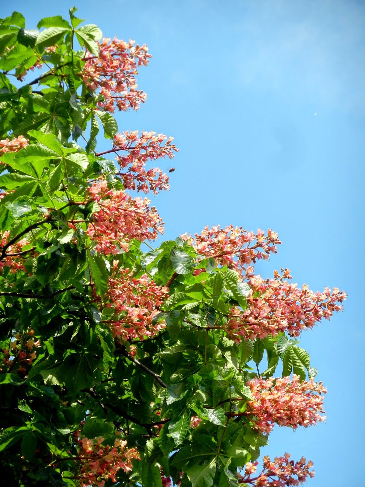 цветущий каштан фото