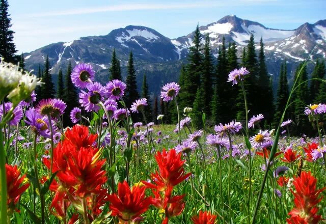 цветы альпийских лугов фото