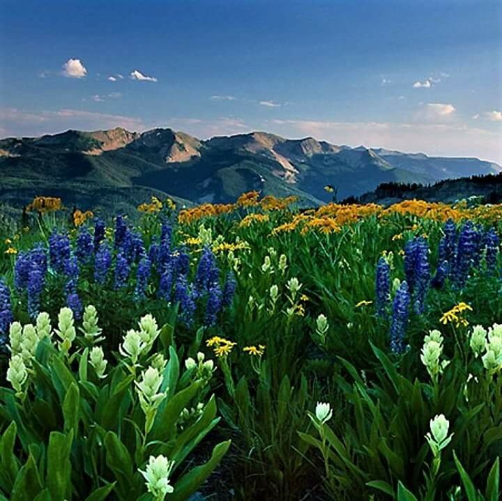 цветы альпийских лугов фото