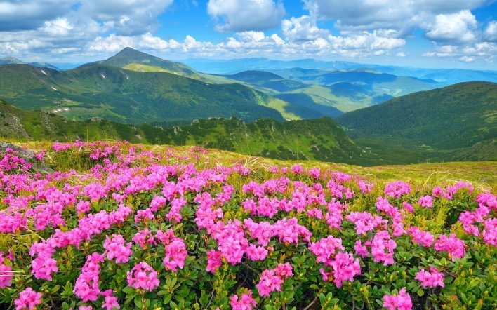 цветы альпийских лугов фото