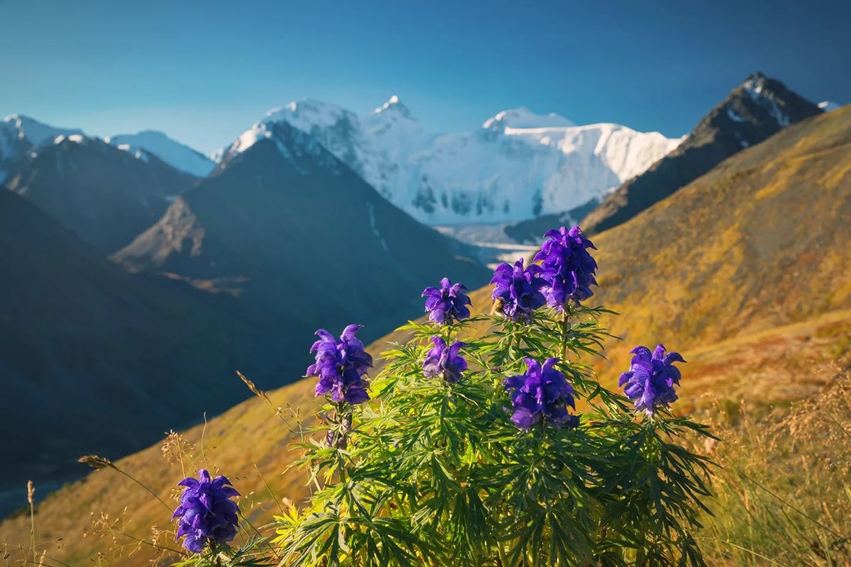 цветы горного алтая фото