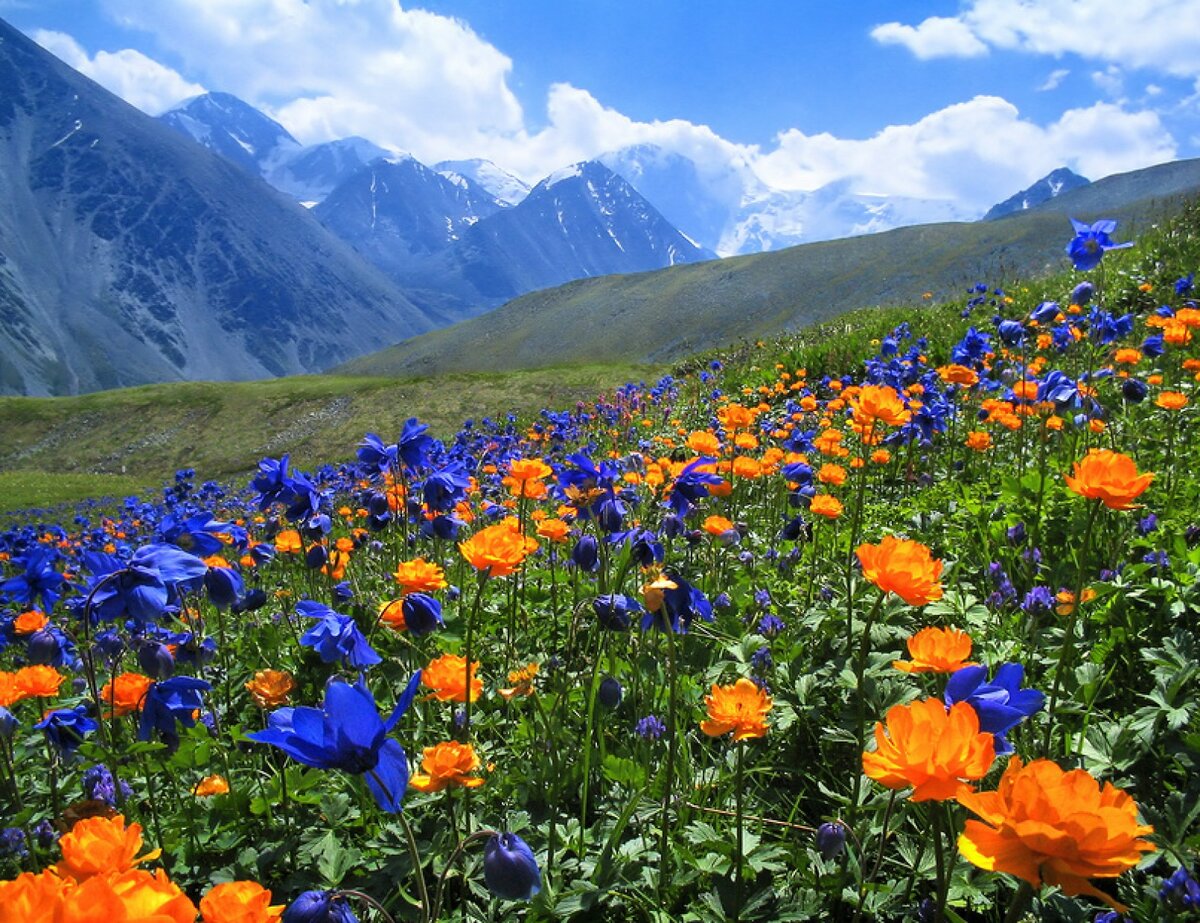 цветы горного алтая фото