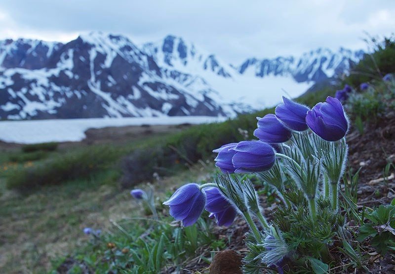 цветы горного алтая фото