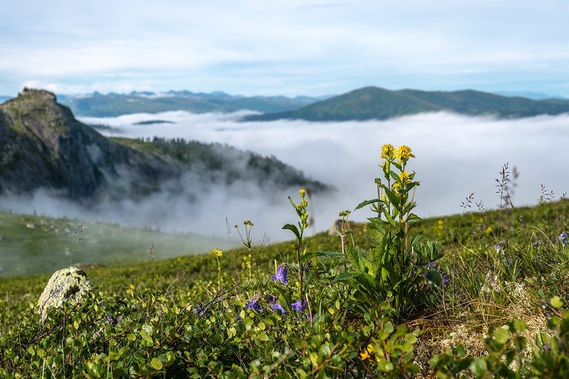 цветы и горы южный урал фото