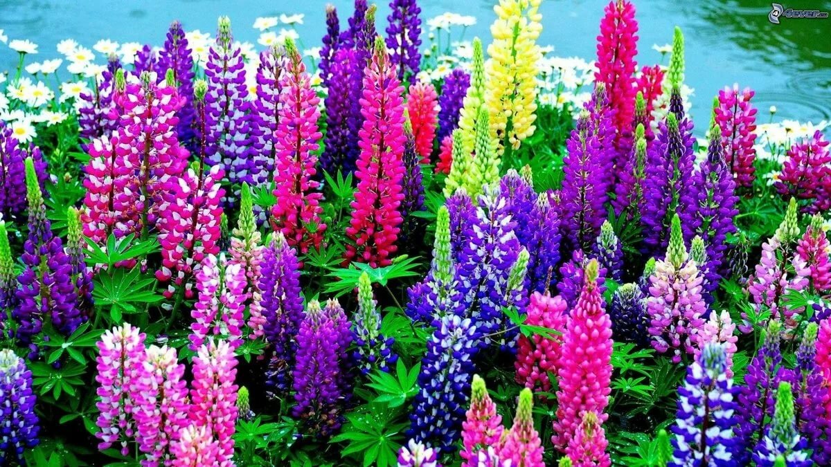 цветы люпины фото