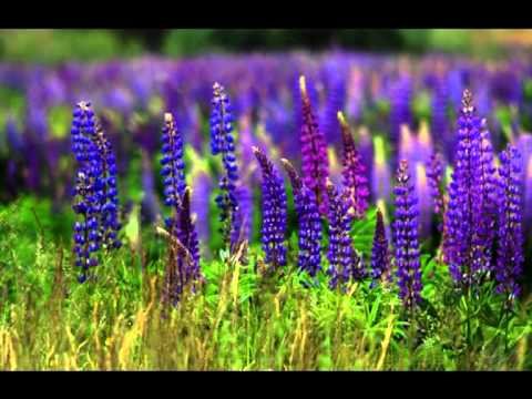 цветы люпины фото полевые фото
