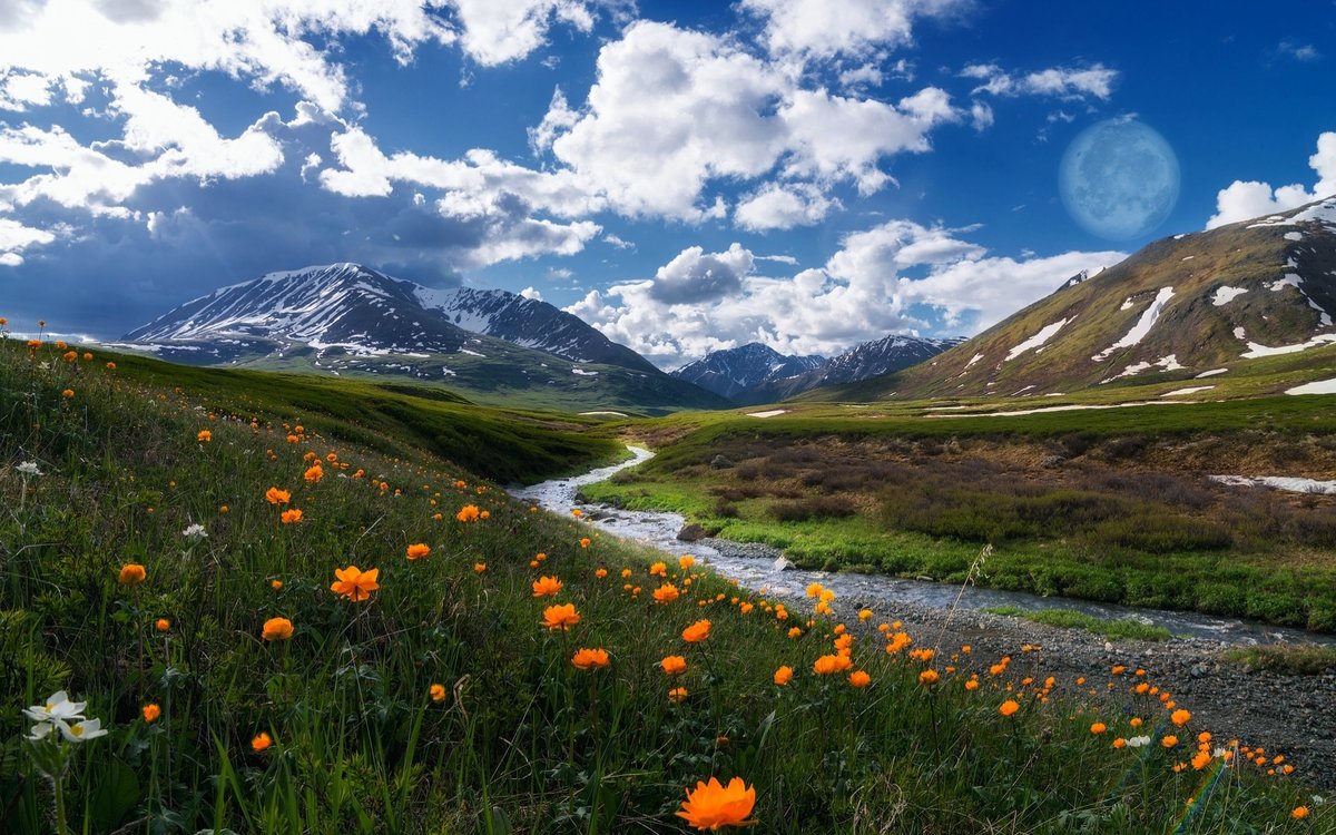 цветы в горах алтая фото