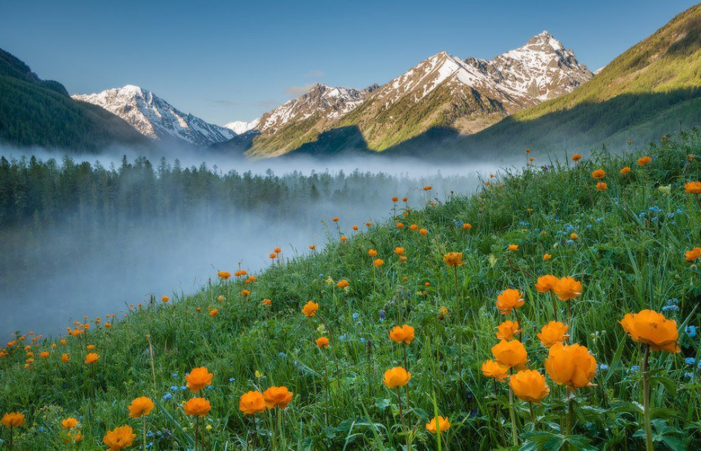 цветы в горах алтая фото