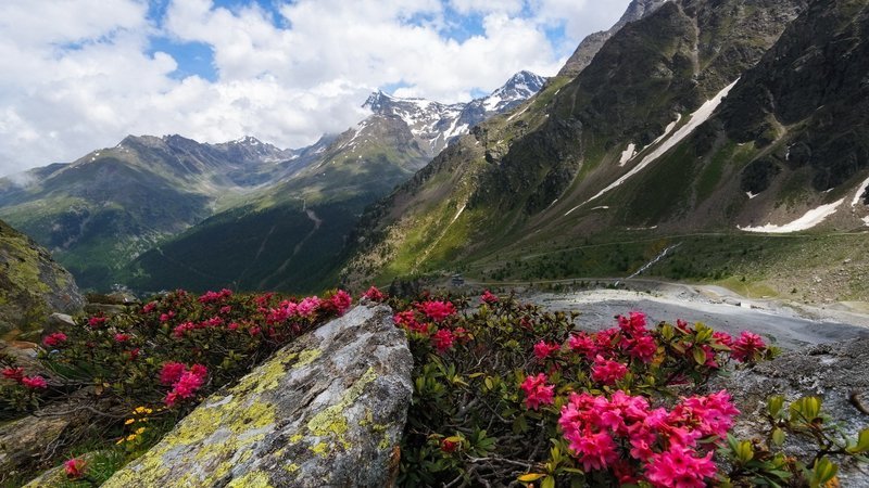 цветы в горах кавказа фото