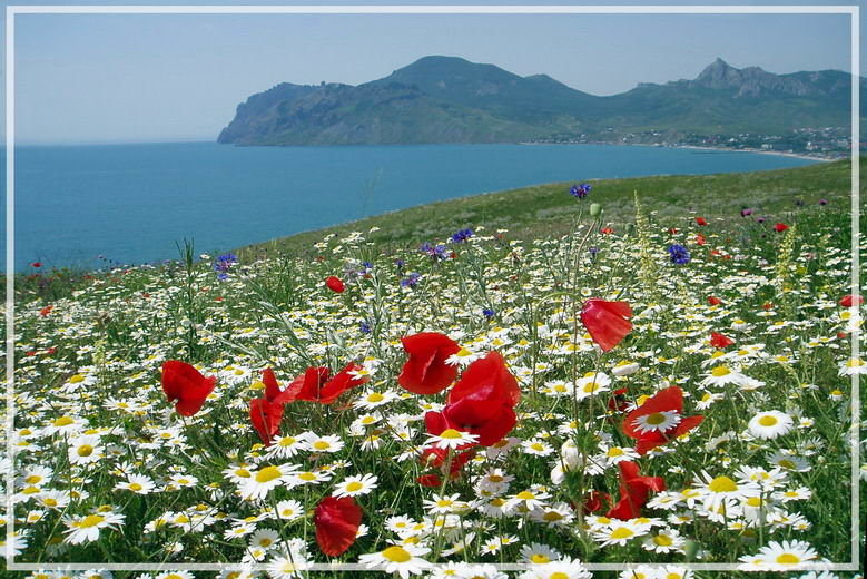 цветы в горах крыма фото