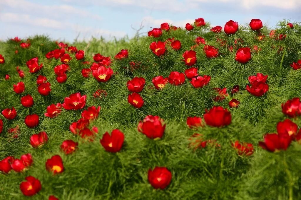 цветы воронцы пион узколистный фото