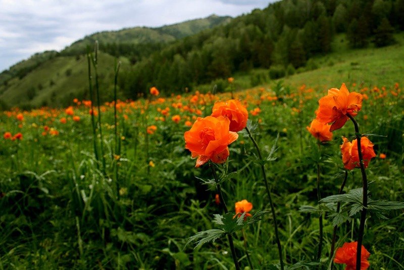 цветы жарки сибирские фото