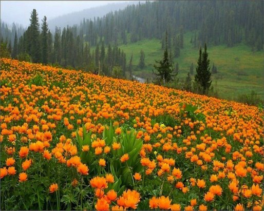 цветы жарки сибирские фото