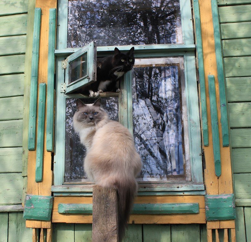 тула кошки в окошке фото