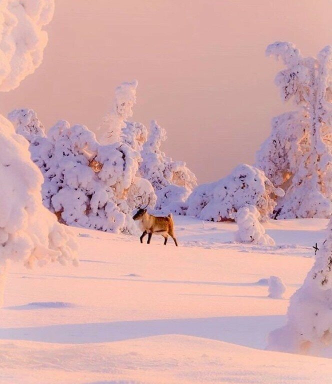 тундра зима олени фото