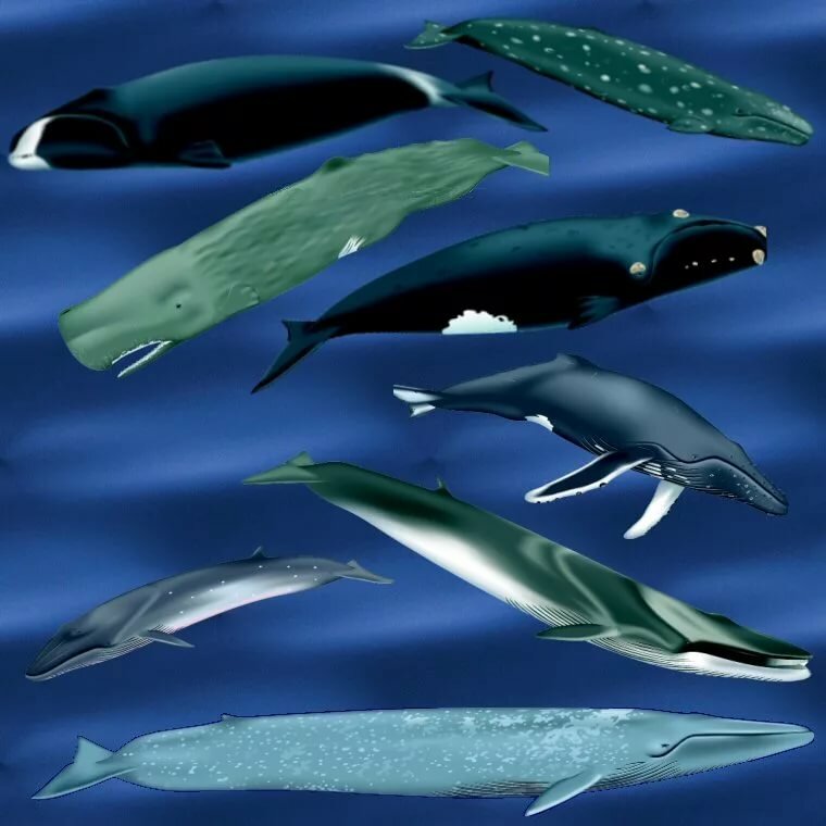types of whale фото