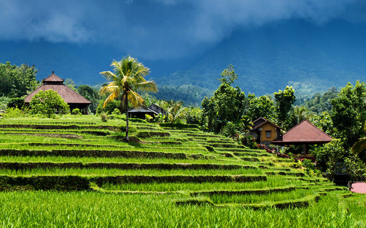 ubud индонезия фото