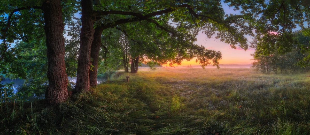 утро рассвет среди деревьев фото